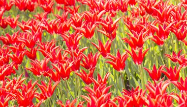 Büyüyen lale yatak 