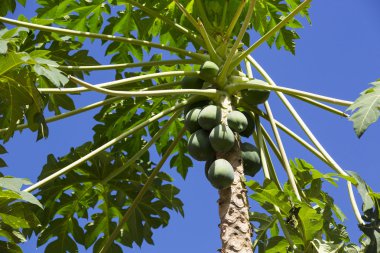 Olgunlaşmış meyve ağacıyla papaya