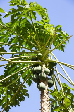 Olgunlaşmış meyve ağacıyla papaya