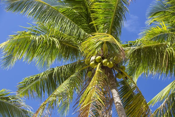 Coconut grove met rijpe kokosnoten — Stockfoto