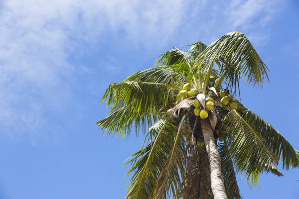 Cocotiers à noix de coco mûres — Photo