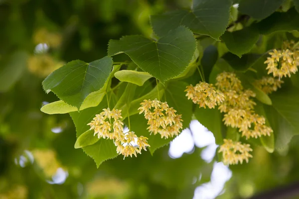 Flowers of lime — Stock Photo, Image