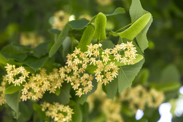 Blüten der Linde — Stockfoto