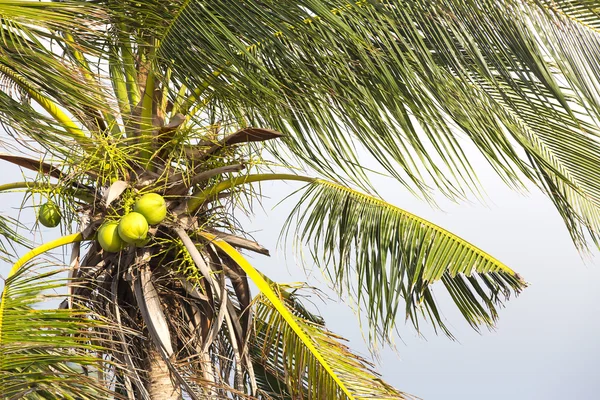 Coconut grove met — Stockfoto