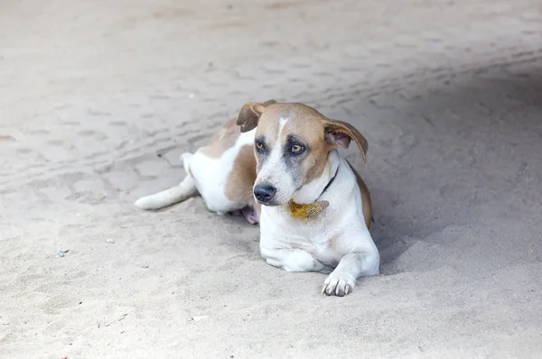 Perro sin hogar acostado en el medio — Foto de Stock