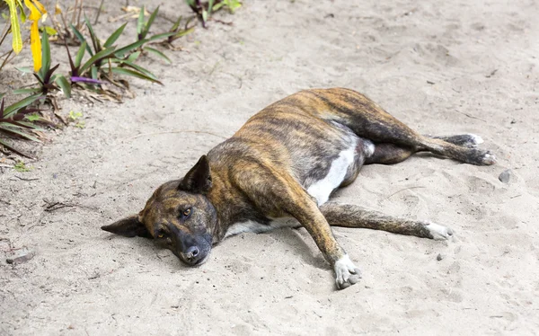 Perro sin hogar acostado en el medio — Foto de Stock