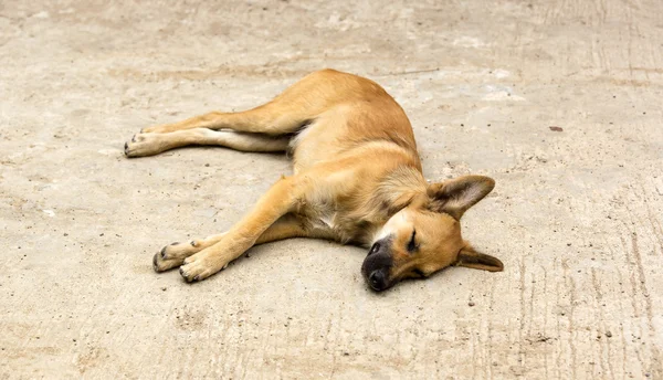 Perro sin hogar acostado en el medio — Foto de Stock