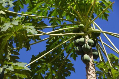 Bir arka plan üzerinde olgunlaşmış meyve ağacıyla Papaya 