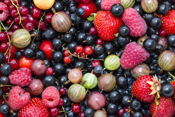 Berry achtergrond met verse frambozen — Stockfoto
