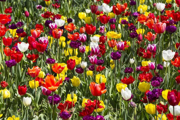 Bed van tulpen groeien Rechtenvrije Stockfoto's