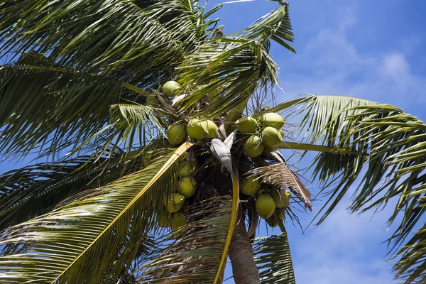 Cocotero con cocos maduros — Foto de Stock