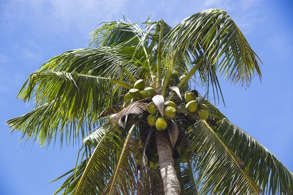 Cocotero con cocos maduros — Foto de Stock