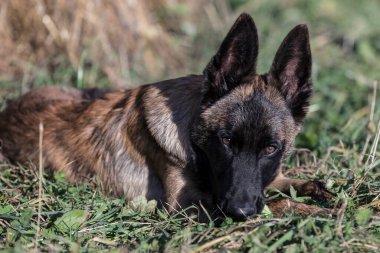 Belçika çoban köpeği doğaya yakın çekim.