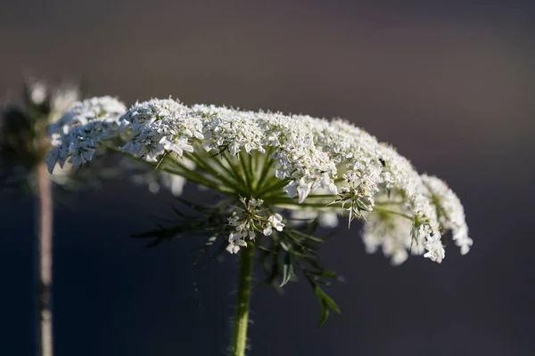 Flower Field Plant Shot Close Macro Summer — Stock Photo, Image