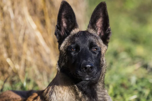 Belgische Herder Puppy Close Schot Natuur — Stockfoto