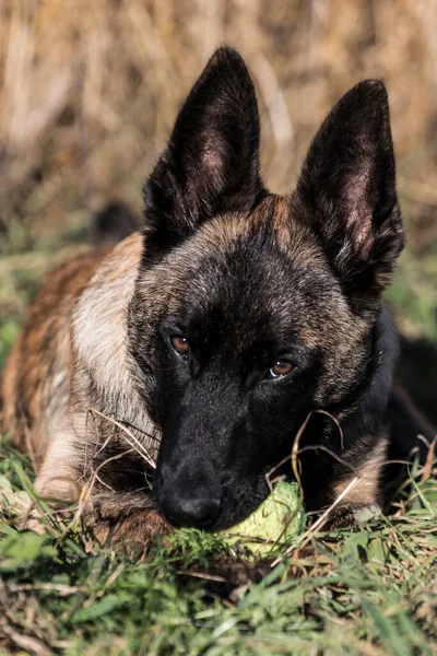 ベルギーの羊飼いの子犬のクローズアップ自然の中で撮影 — ストック写真