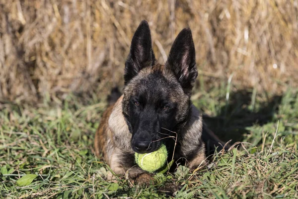 ベルギーの羊飼いの子犬のクローズアップ自然の中で撮影 — ストック写真