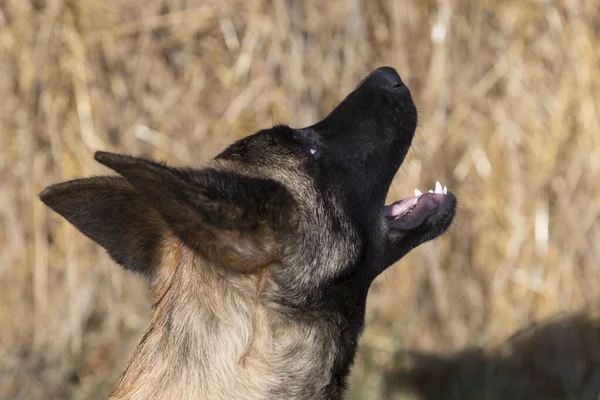 Belçika Çoban Köpeği Doğaya Yakın Çekim — Stok fotoğraf