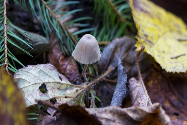 Setas Del Bosque Naturaleza Fotografía Macro Primer Plano —  Fotos de Stock