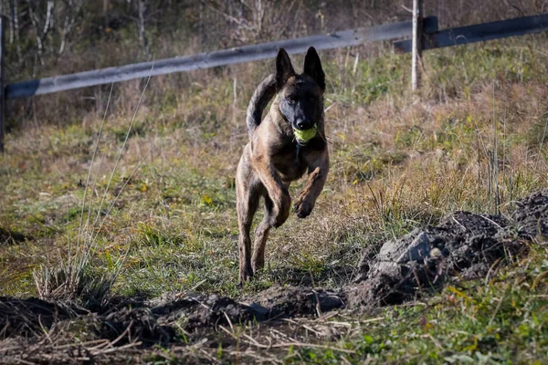 Belgische Herder Puppy Close Schot Natuur — Stockfoto