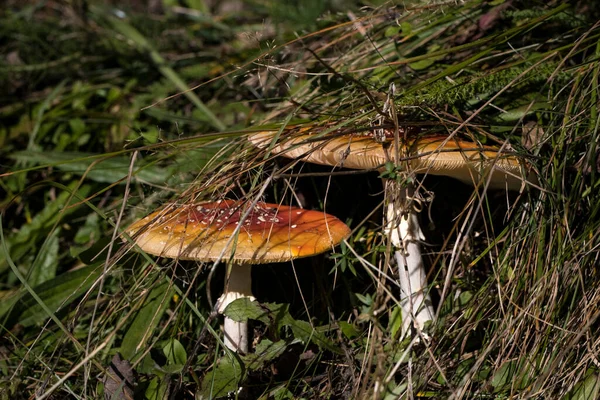 Skogssvamp Naturen Fotograferad Nära Makrofotografier — Stockfoto