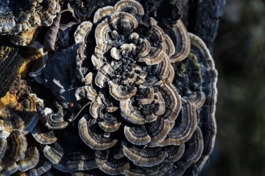 Doğadaki orman mantarları, yakın çekim makro fotoğrafçılık..