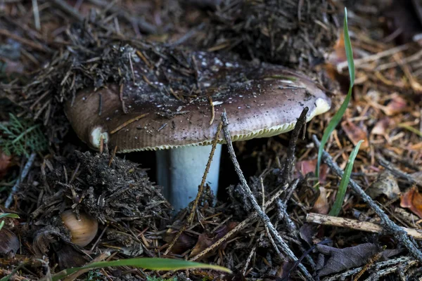 Skogssvamp Naturen Fotograferad Nära Makrofotografier — Stockfoto