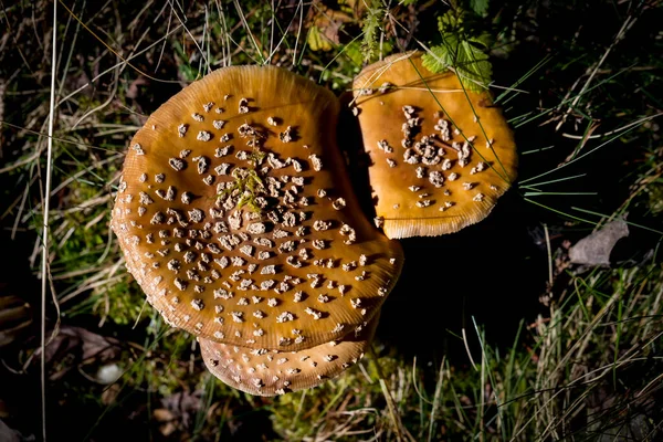 Setas Del Bosque Naturaleza Fotografía Macro Primer Plano —  Fotos de Stock