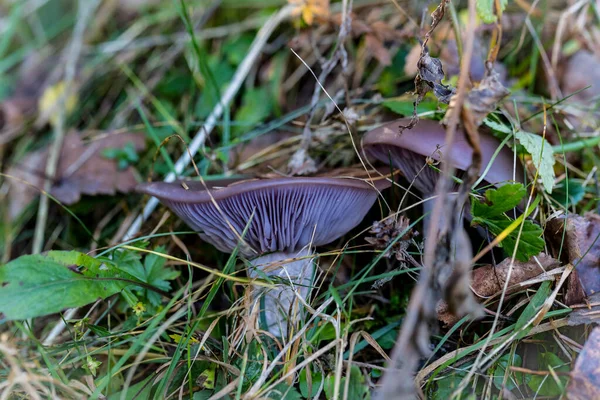 Erdei Gomba Természetben Lövés Közelkép Makro Fotózás — Stock Fotó