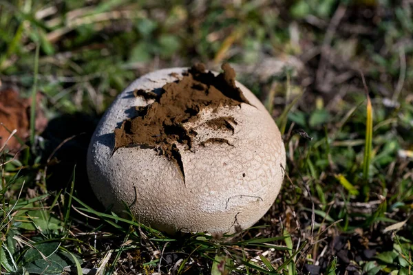 Forest Mushrooms Nature Shot Close Macro Photography Stock Image