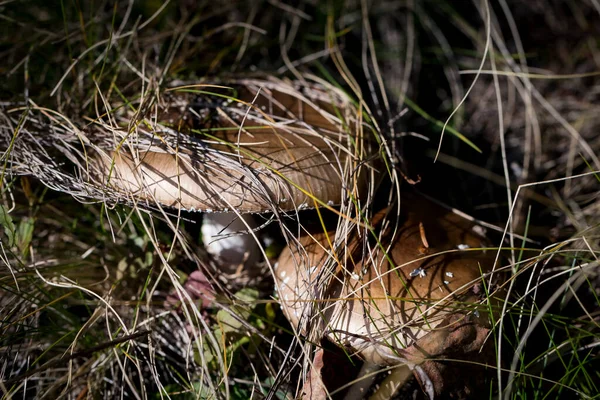 Champignons Forestiers Dans Nature Gros Plan Macro Photographie — Photo