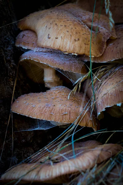 Setas Del Bosque Naturaleza Fotografía Macro Primer Plano —  Fotos de Stock