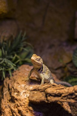 Kertenkele vahşi çekimde.