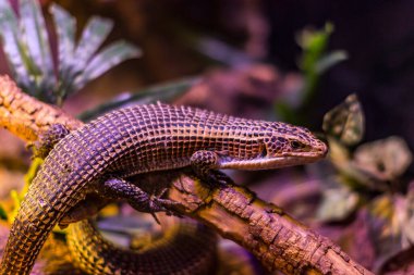 Kertenkele vahşi çekimde.