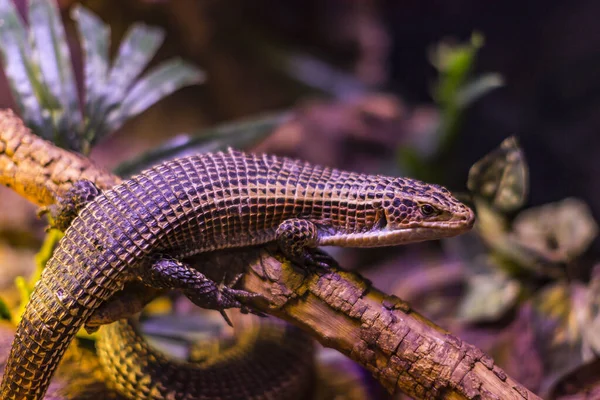 Kertenkele vahşi çekimde.