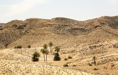 bir vaha palm ağaçlar ve bitkiler