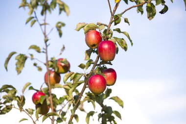 Olgun elmalı Şubesi