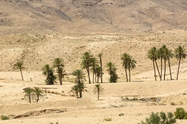 An oasis of palm trees and plants — Stock Photo, Image