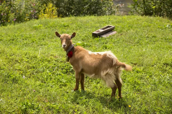 Ziegen weiden Gras — Stockfoto