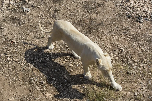 León en la naturaleza en África — Foto de Stock