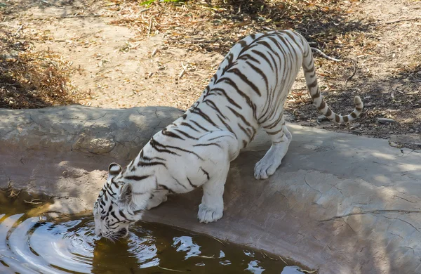 Tiger in het wild in Afrika — Stockfoto