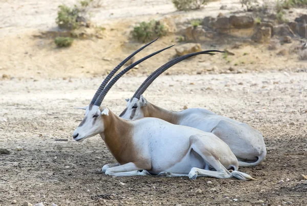 在沙漠上的年轻羚羊 — 图库照片