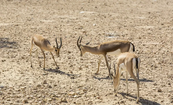 Antílope joven en el desierto — Foto de Stock