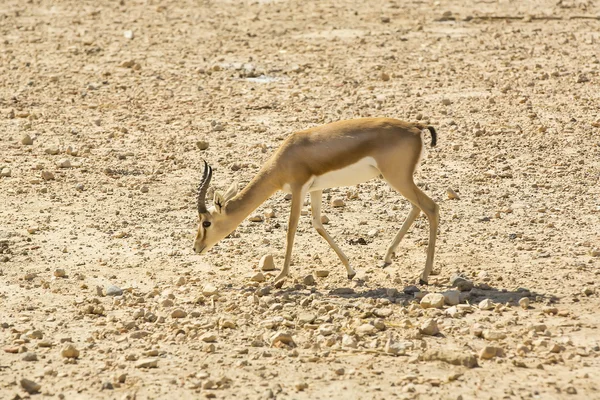 Jeune antilope sur désert — Photo