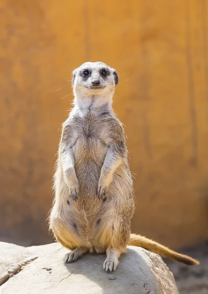 Stokstaartjes in het wild — Stockfoto