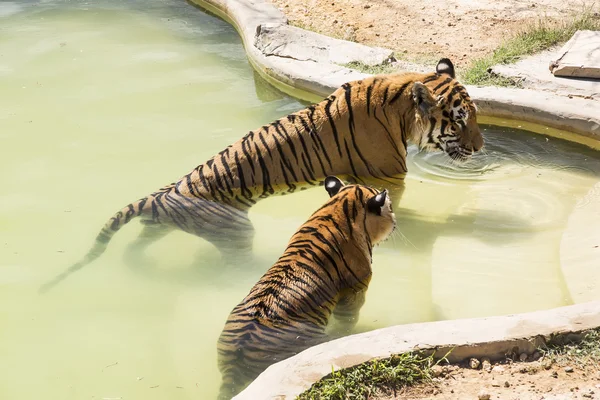 Тигр в дикій природі в Африці — стокове фото