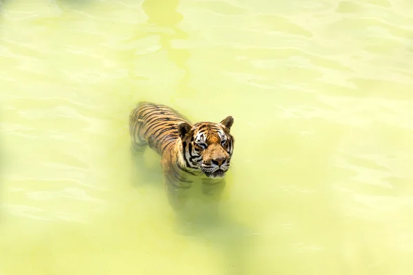 Tiger in freier Wildbahn in Afrika — Stockfoto