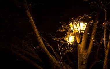 gece ışıkları ve ağaç yaprakları