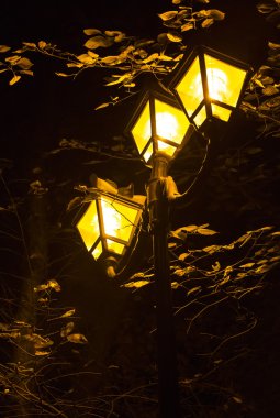 gece ışıkları ve ağaç yaprakları