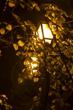gece ışıkları ve ağaç yaprakları